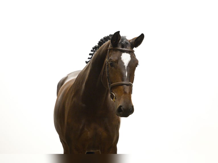 Zangersheider Mare 5 years 16,2 hh Brown in Waddinxveen