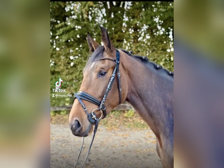 Zangersheider Mare 5 years 16,3 hh Bay-Dark in Ratingen