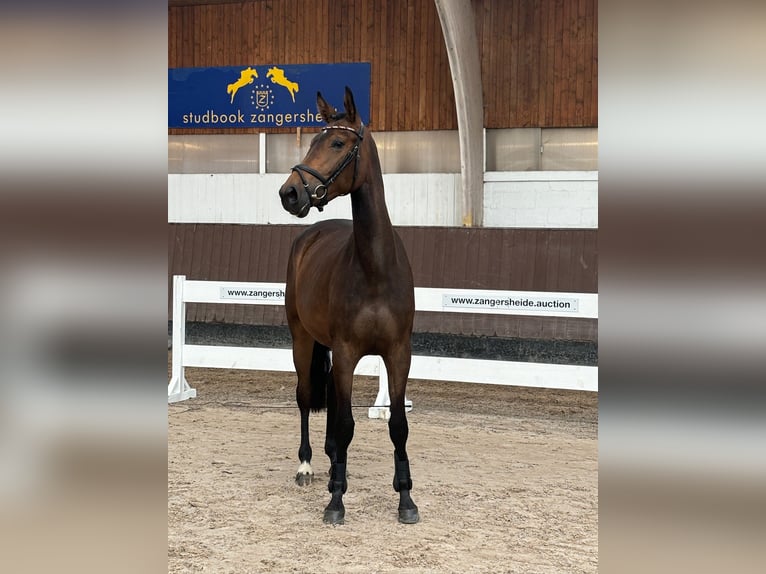 Zangersheider Mare 5 years 17 hh Bay-Dark in Viersen