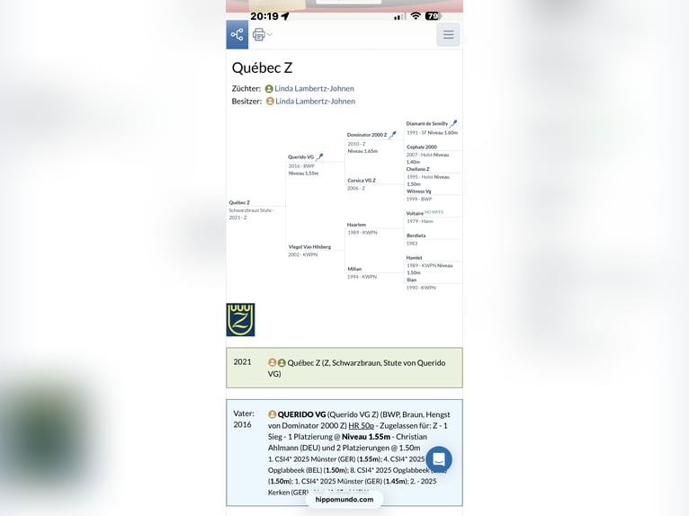 Zangersheider Mare 5 years 17 hh Bay-Dark in Viersen