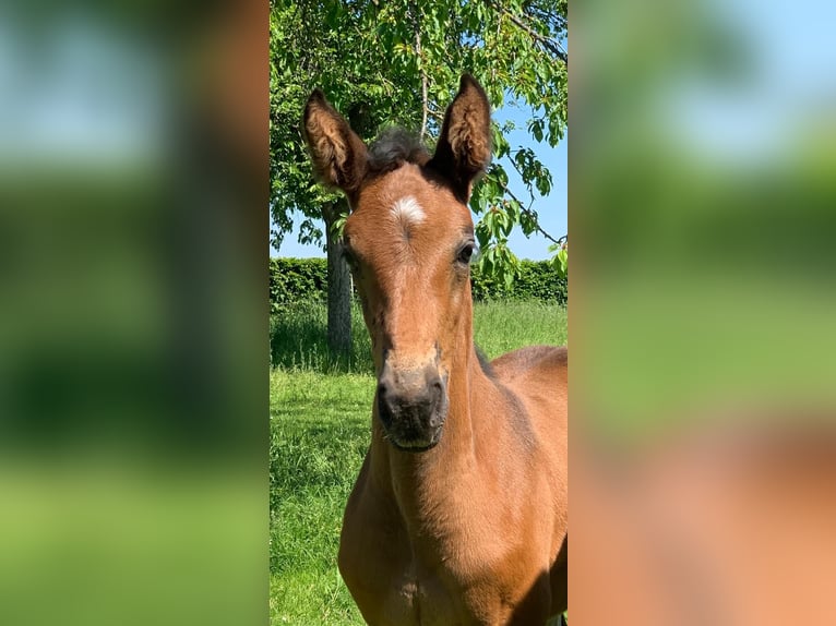 Zangersheider Mare 5 years 17 hh Bay-Dark in Viersen