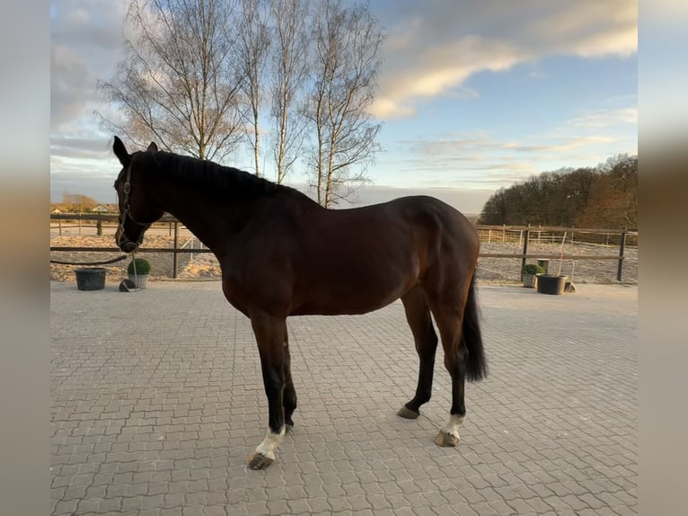 Zangersheider Mare 5 years 17 hh Brown in Dierdorf