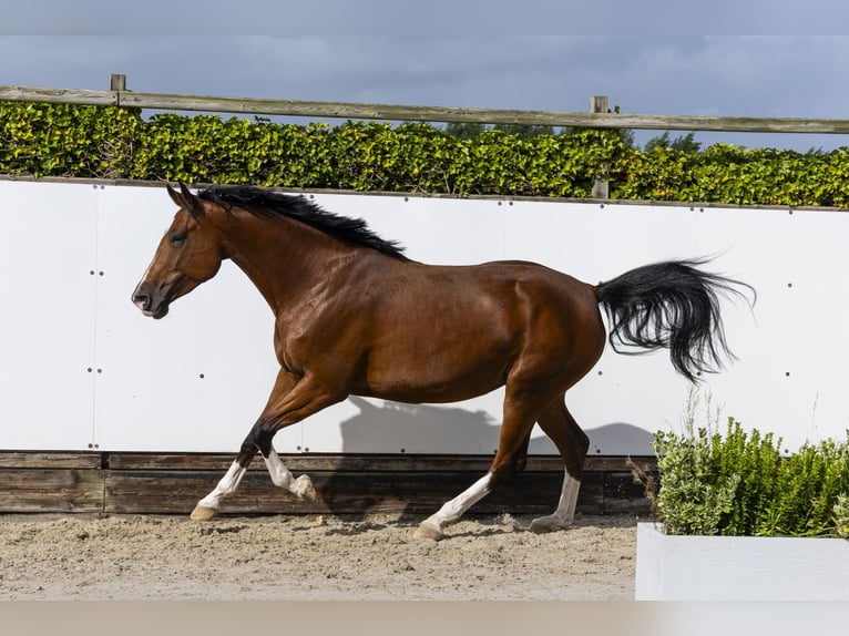 Zangersheider Mare 5 years 17 hh Brown in Waddinxveen