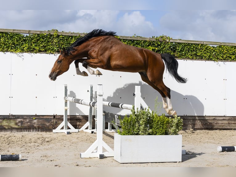 Zangersheider Mare 5 years 17 hh Brown in Waddinxveen
