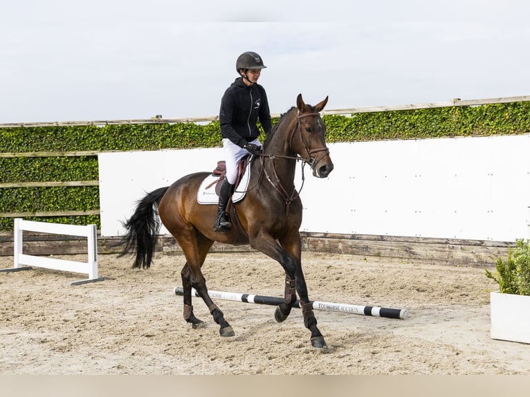 Zangersheider Mare 5 years 17 hh Brown in Waddinxveen