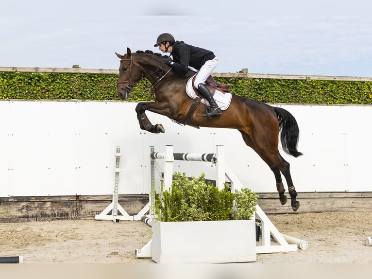 Zangersheider Mare 5 years 17 hh Brown in Waddinxveen