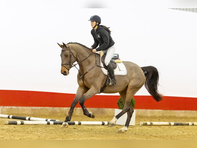 Zangersheider Mare 5 years 17 hh Brown in Waddinxveen