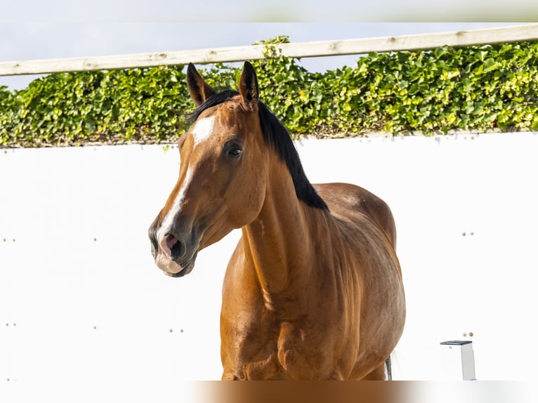 Zangersheider Mare 5 years 17 hh Brown in Waddinxveen