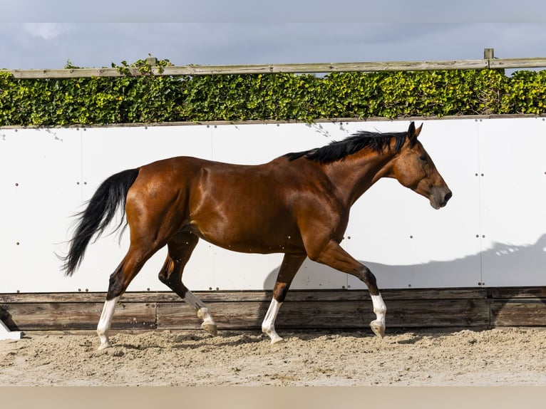 Zangersheider Mare 5 years 17 hh Brown in Waddinxveen