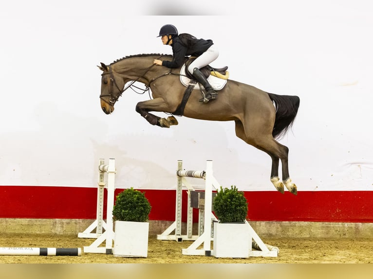 Zangersheider Mare 5 years 17 hh Brown in Waddinxveen