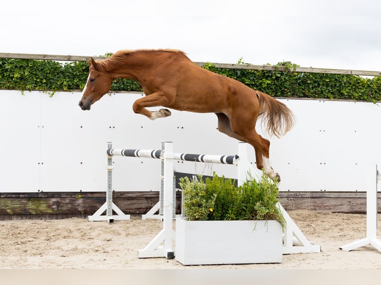 Zangersheider Mare 5 years 17,1 hh Chestnut-Red in Waddinxveen Zangersheider Mare 5 years 17,1 hh Chestnut-Red in Waddinxveen