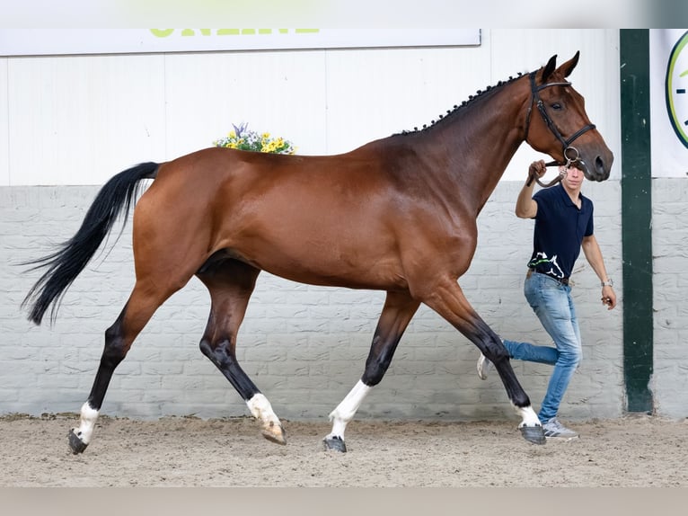 Zangersheider Mare 5 years Brown in Heerde