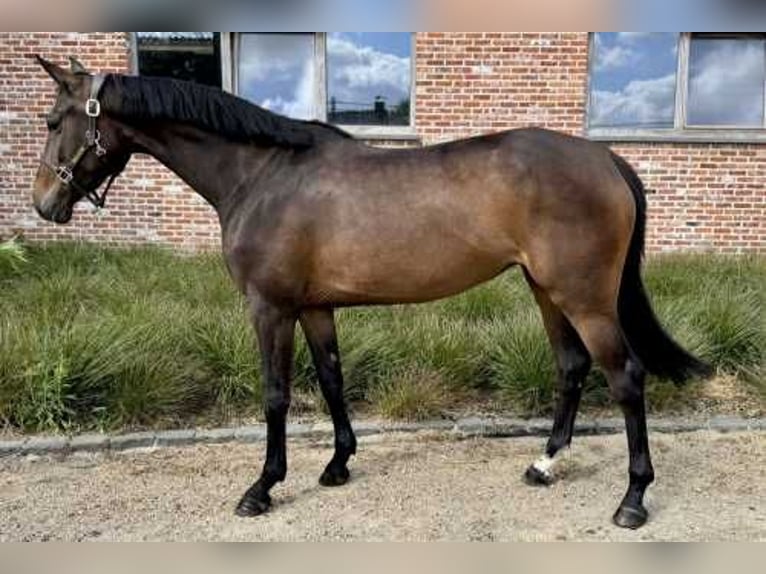Zangersheider Mare 5 years Brown in Bladel