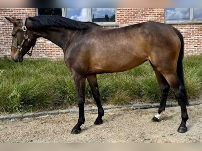 Zangersheider Mare 5 years Brown in Bladel