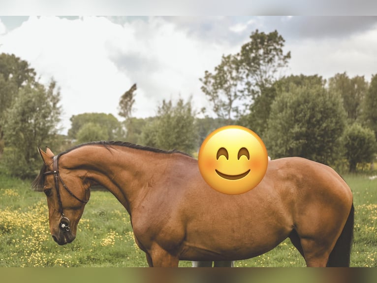 Zangersheider Mare 5 years Brown in Aspelare
