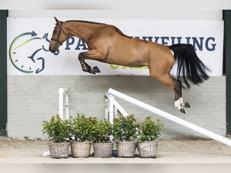 Zangersheider Mare 5 years Brown in Heerde