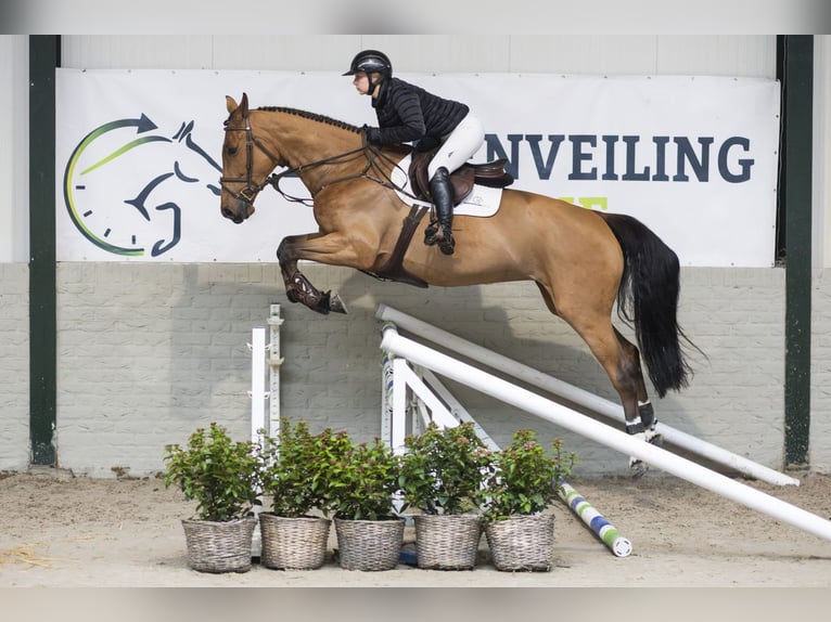 Zangersheider Mare 5 years Brown in Heerde