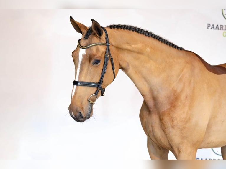 Zangersheider Mare 5 years Brown in Heerde