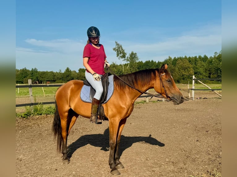 Zangersheider Mare 6 years 15.1 hh Brown in Turek