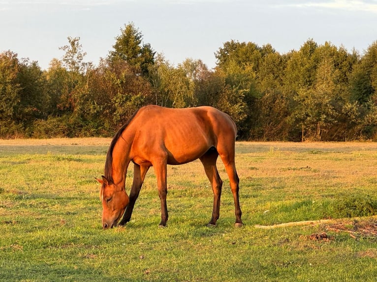 Zangersheider Mare 6 years 15.1 hh Brown in Turek