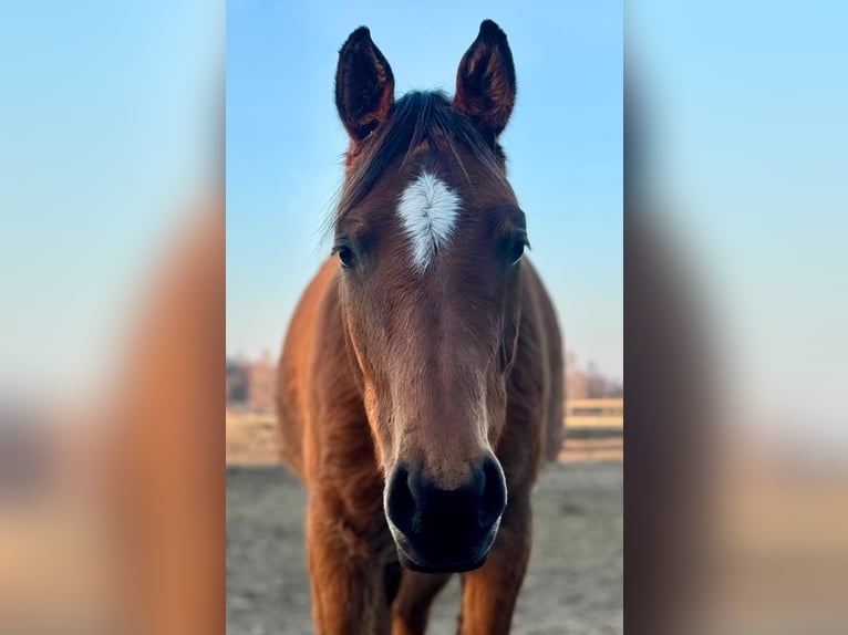 Zangersheider Mare 6 years 15.1 hh Brown in Turek