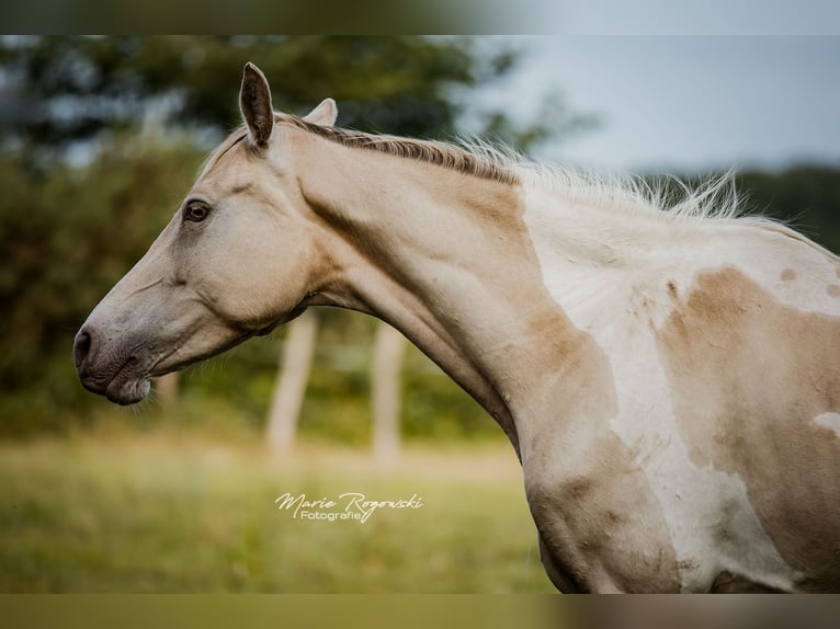 Zangersheider Mare 6 years 15.1 hh Champagne in Beaumont-Pied-de-Buf
