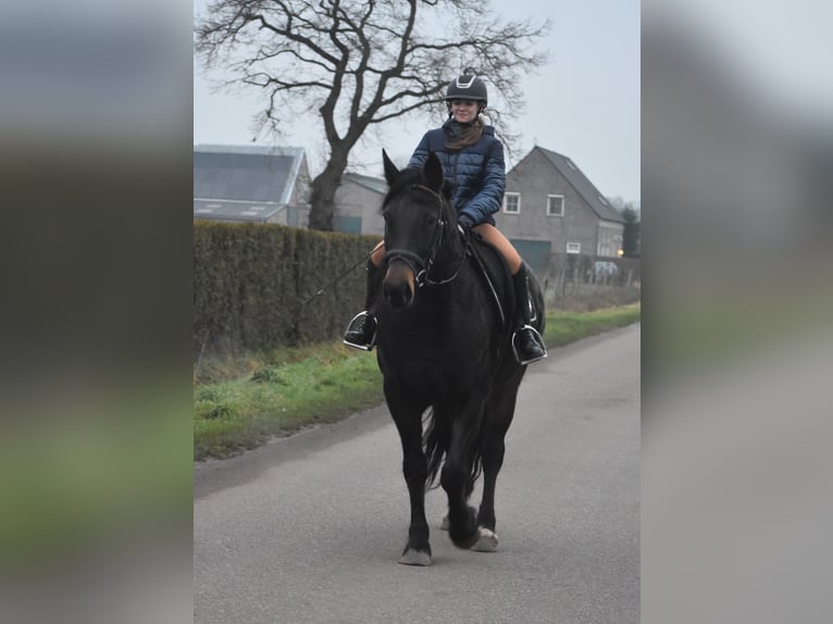 Zangersheider Mare 6 years 15,2 hh Bay-Dark in Achtmaal