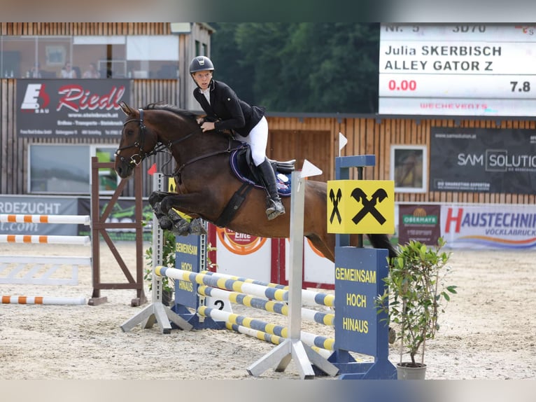 Zangersheider Mare 6 years 15,2 hh Brown in Elsbethen