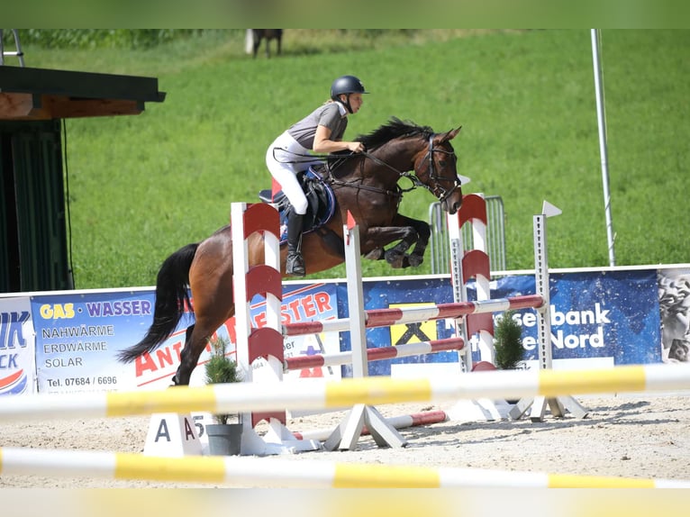 Zangersheider Mare 6 years 15,2 hh Brown in Elsbethen