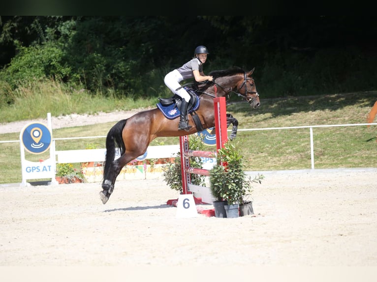 Zangersheider Mare 6 years 15,2 hh Brown in Elsbethen
