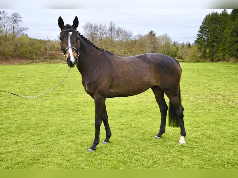 Zangersheider Mare 6 years 15.2 hh Brown in Neufchâteau