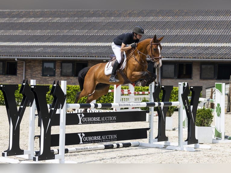 Zangersheider Mare 6 years 15.2 hh Brown in Waddinxveen