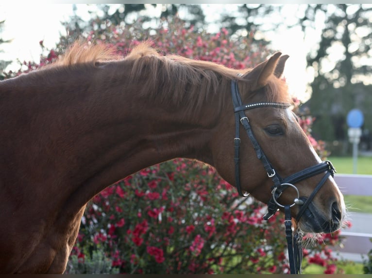 Zangersheider Mare 6 years 15.2 hh Chestnut-Red in Achern