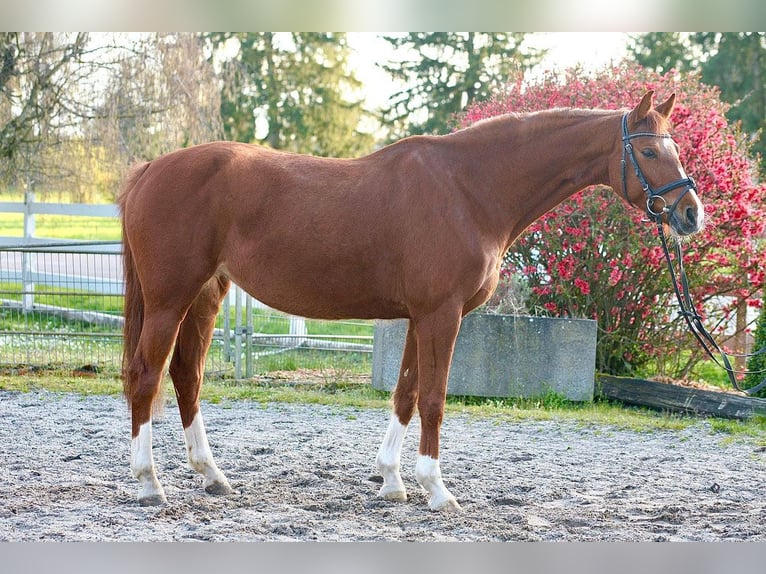 Zangersheider Mare 6 years 15.2 hh Chestnut-Red in Achern
