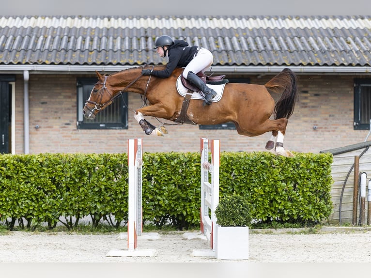 Zangersheider Mare 6 years 15.2 hh Chestnut-Red in Waddinxveen