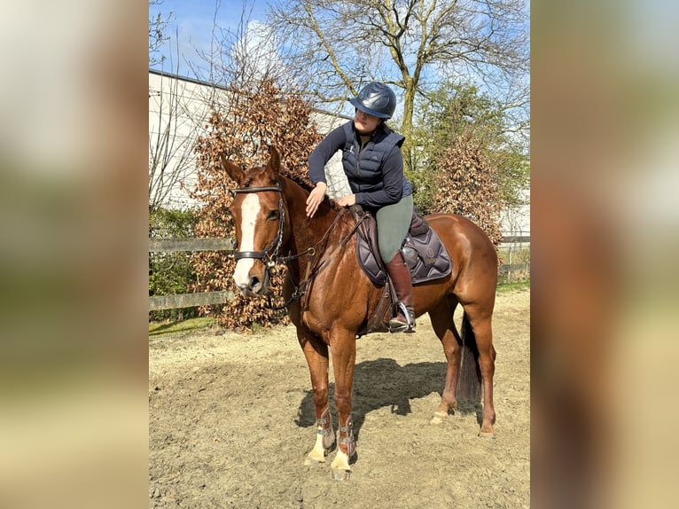 Zangersheider Mare 6 years 15.2 hh Chestnut in Zeveneken