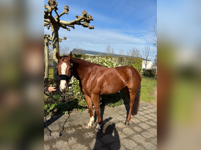 Zangersheider Mare 6 years 15.2 hh Chestnut in Tullins