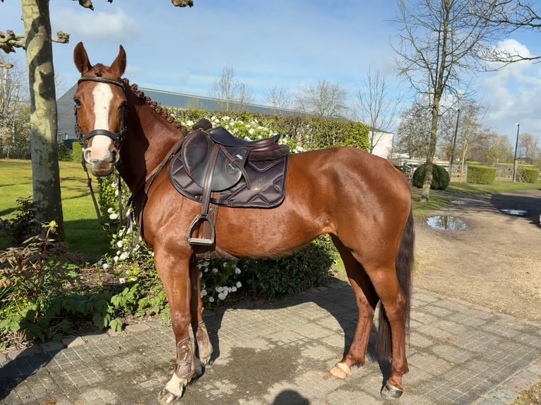 Zangersheider Mare 6 years 15.2 hh Chestnut in Tullins