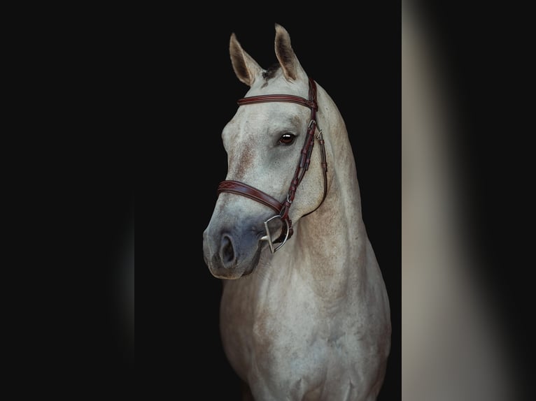 Zangersheider Mare 6 years 15.3 hh Grey in Liptovská Sielnica