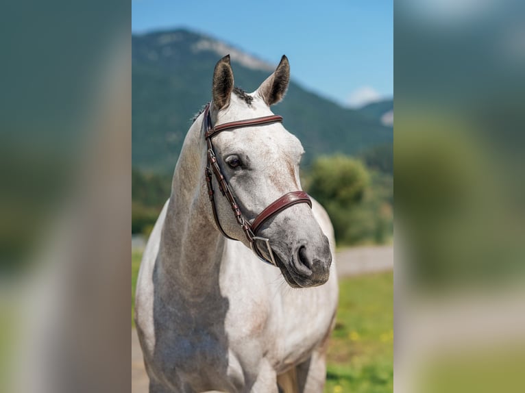 Zangersheider Mare 6 years 15.3 hh Grey in Liptovská Sielnica