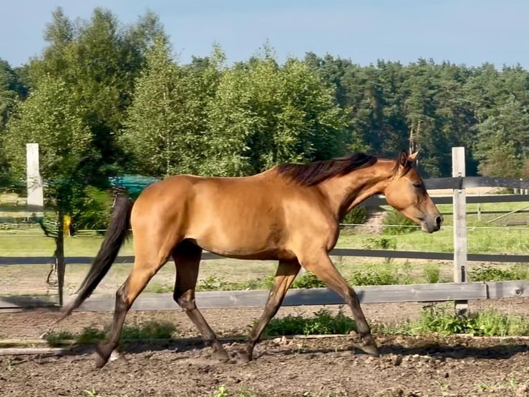 Zangersheider Mare 6 years 15,1 hh Brown in Turek