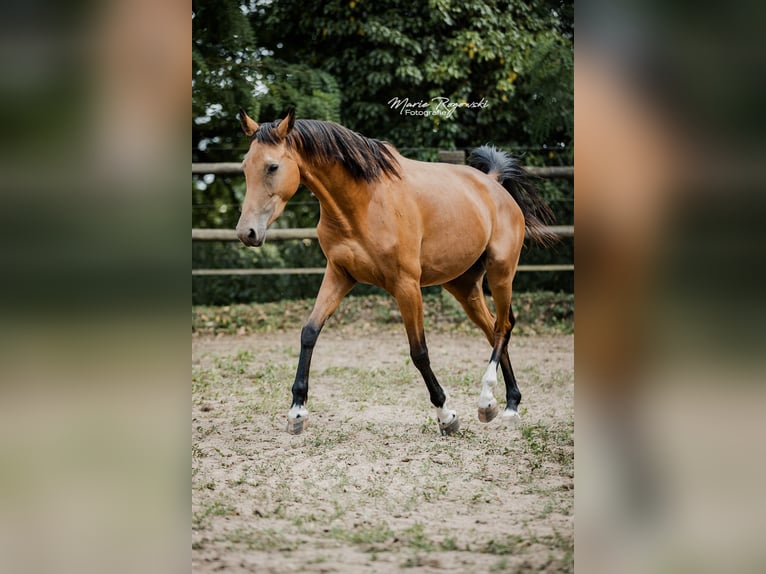 Zangersheider Mare 6 years 15,1 hh Buckskin in Beaumont-Pied-de-Buf