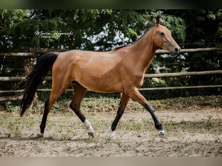 Zangersheider Mare 6 years 15,1 hh Buckskin in Beaumont-Pied-de-Buf