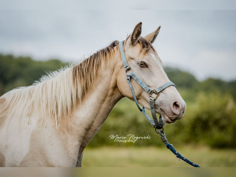 Zangersheider Mare 6 years 15,1 hh Champagne in Beaumont-Pied-de-Buf