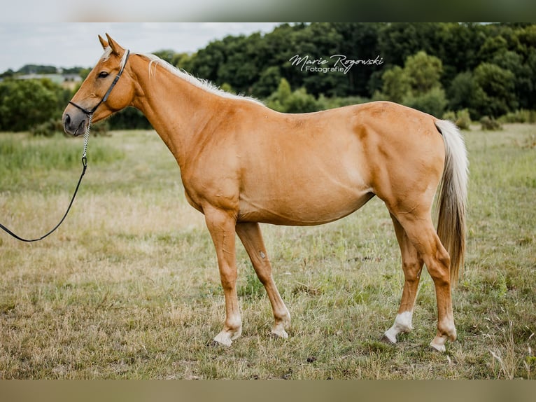 Zangersheider Mare 6 years 15,1 hh Palomino in Beaumont-Pied-de-Buf