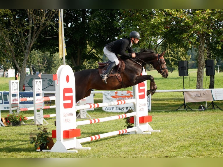 Zangersheider Mare 6 years 15,2 hh Bay-Dark in Chemnitz