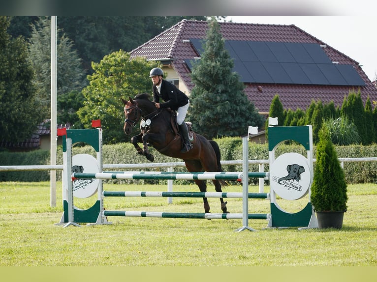 Zangersheider Mare 6 years 15,2 hh Bay-Dark in Chemnitz