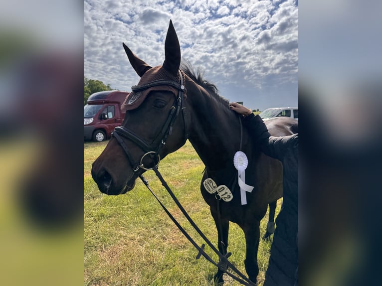 Zangersheider Mare 6 years 15,2 hh Bay-Dark in Chemnitz