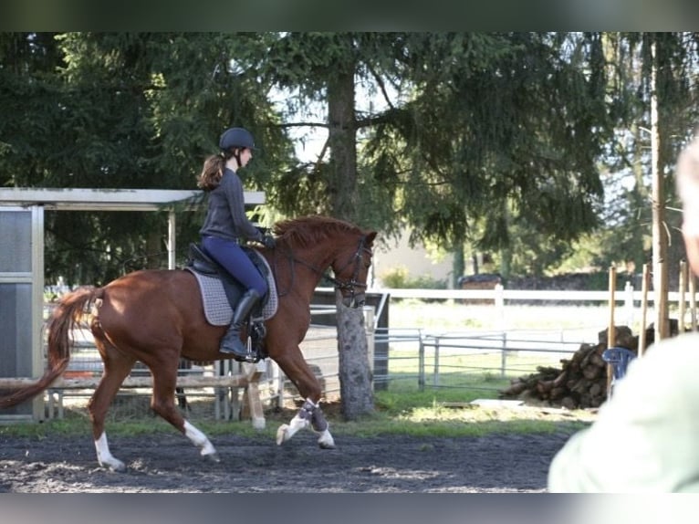 Zangersheider Mare 6 years 15,2 hh Chestnut-Red in Achern