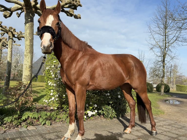 Zangersheider Mare 6 years 15,2 hh Chestnut in Zeveneken